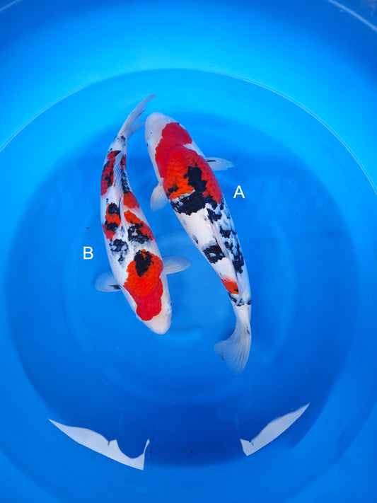 Koi fish for sale — undefined-undefined cm Nagoshi Sanke at ChampKoi