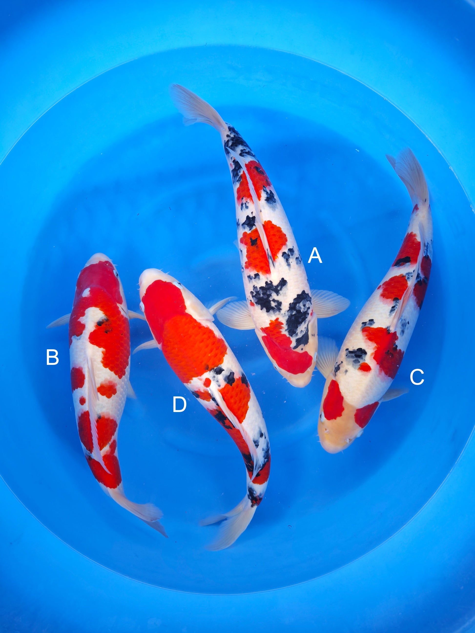 Koi fish for sale — undefined-undefined cm Nagoshi Sanke at ChampKoi