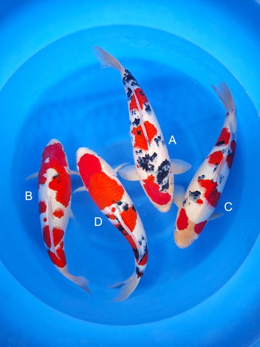 Koi fish for sale — undefined-undefined cm Nagoshi Sanke at ChampKoi