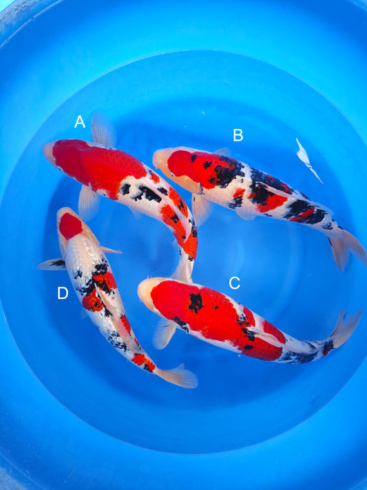 Koi fish for sale — undefined-undefined cm Nagoshi Sanke at ChampKoi