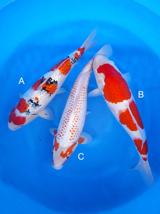 Koi fish for sale — undefined-undefined cm Nagoshi Ginrin Sanke at ChampKoi