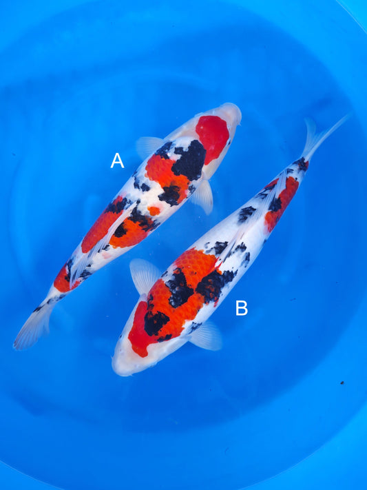 Koi fish for sale — undefined-undefined cm Nagoshi Sanke at ChampKoi
