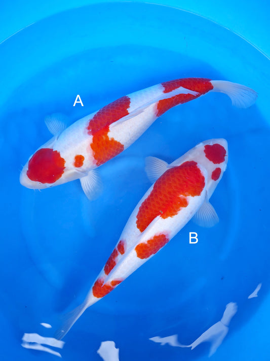 Koi fish for sale — undefined-undefined cm Nagoshi Kohaku at ChampKoi