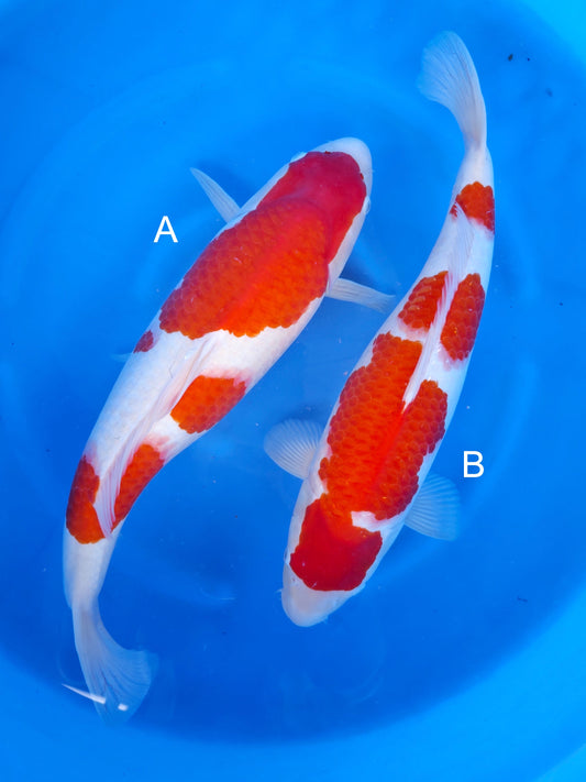 Koi fish for sale — undefined-undefined cm Nagoshi Kohaku at ChampKoi
