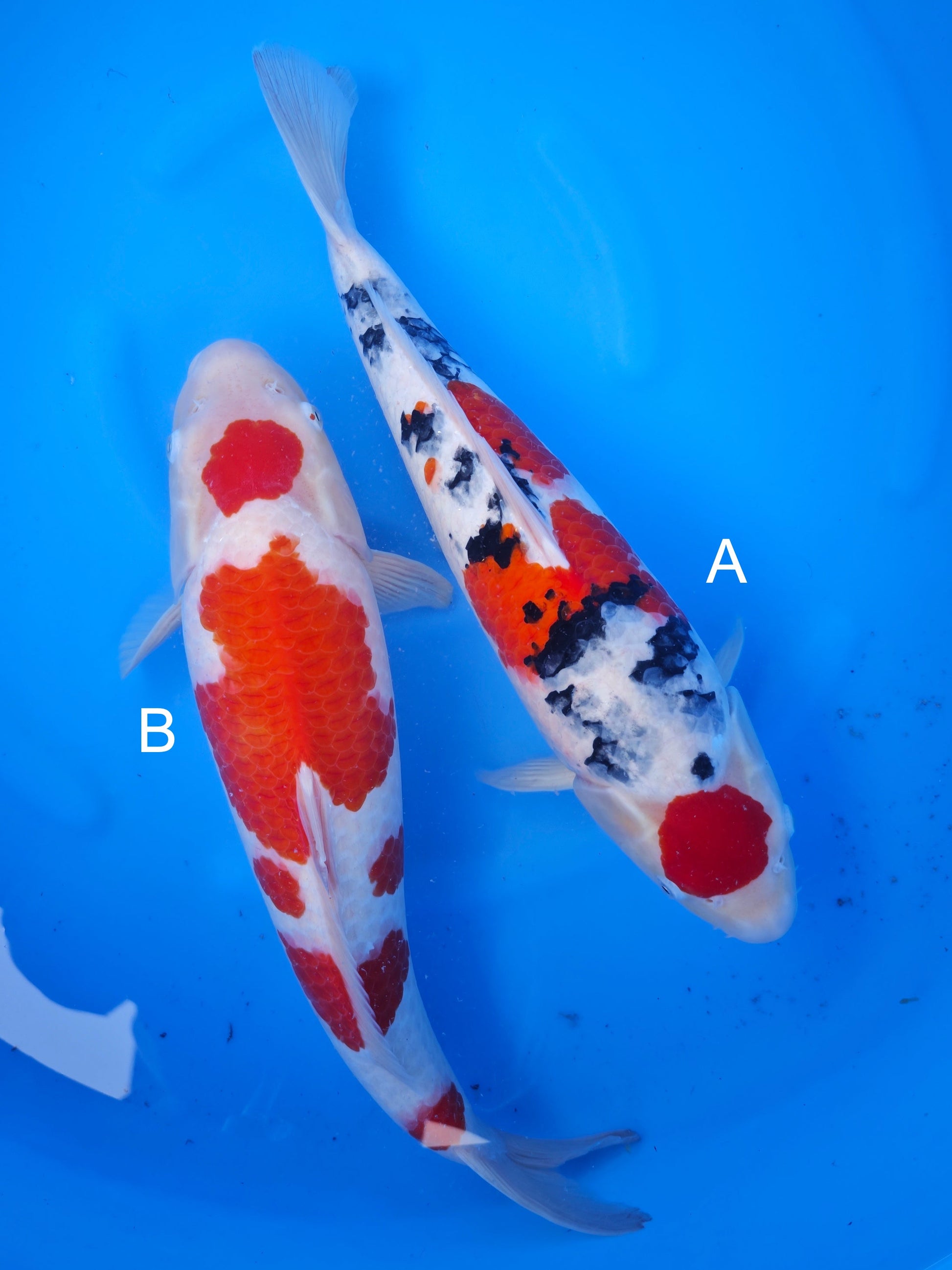 Koi fish for sale — undefined-undefined cm Nagoshi Kohaku at ChampKoi