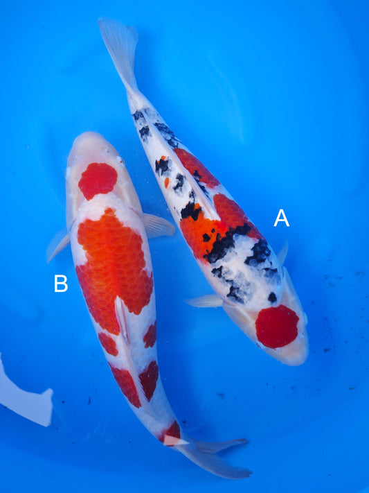 Koi fish for sale — undefined-undefined cm Nagoshi Kohaku at ChampKoi