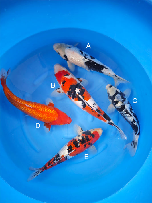 Koi fish for sale — 38-45 cm Sakazume Ginrin Shiro Utsuri at ChampKoi