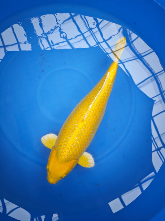 Koi fish for sale — 73 cm Sakazume Yamabuki Ogon at ChampKoi