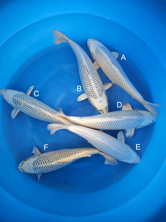 Koi fish for sale — 44-45 cm Sakazume Gin Matsuba at ChampKoi