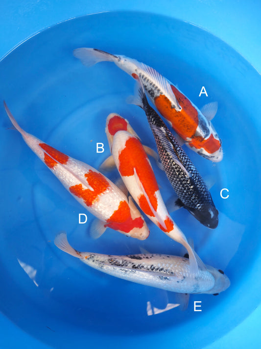 Koi fish for sale — 44-46 cm Kaneko Beni Kikokuryu at ChampKoi