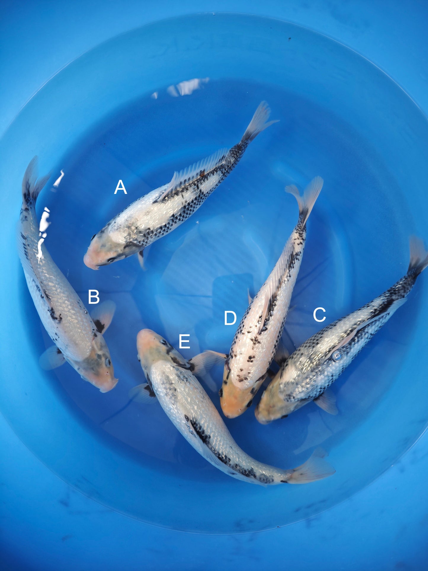 Koi fish for sale — 38-42 cm Kaneko Ginrin Mastukawabake at ChampKoi