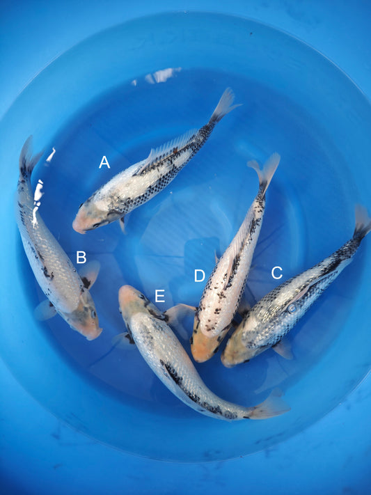 Koi fish for sale — 38-42 cm Kaneko Ginrin Mastukawabake at ChampKoi