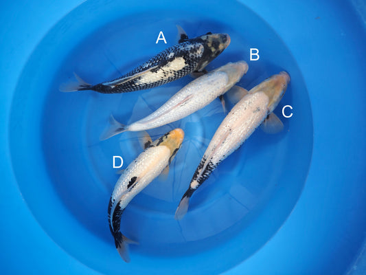 Koi fish for sale — 40-45 cm Kaneko Ginrin Mastukawabake at ChampKoi
