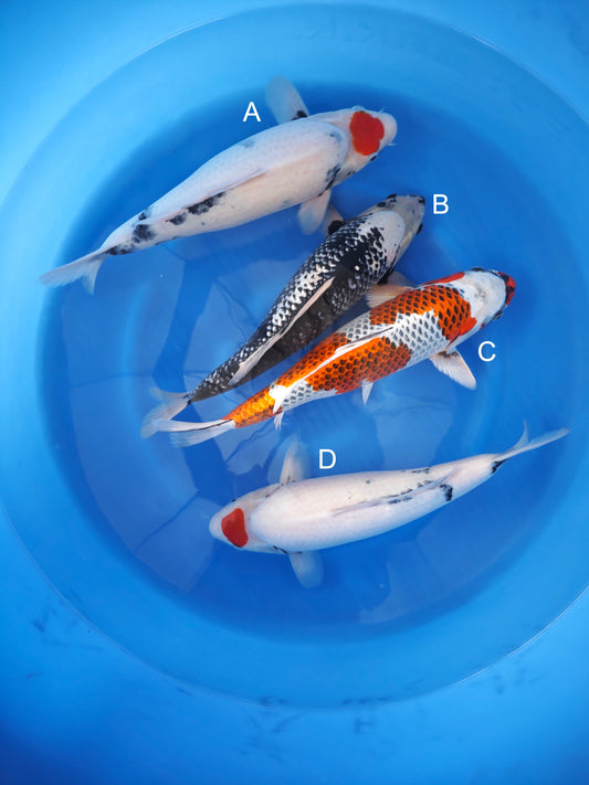 Koi fish for sale — 45-48 cm Kaneko Tancho Showa at ChampKoi