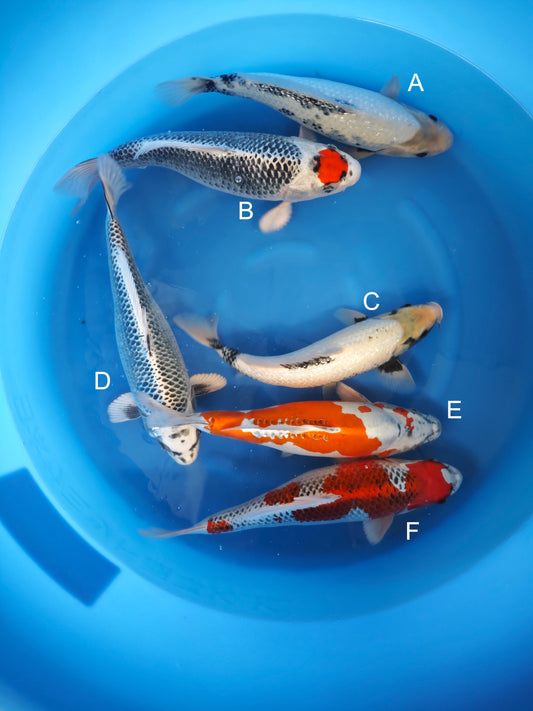 Koi fish for sale — 40-45 cm Kaneko Ginrin Matsukawabake at ChampKoi