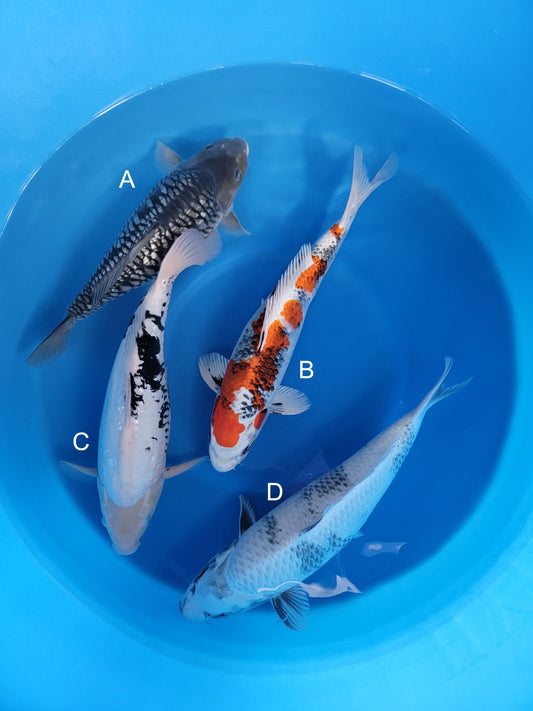 Koi fish for sale — 43-46 cm Kanno Dragon Scales at ChampKoi