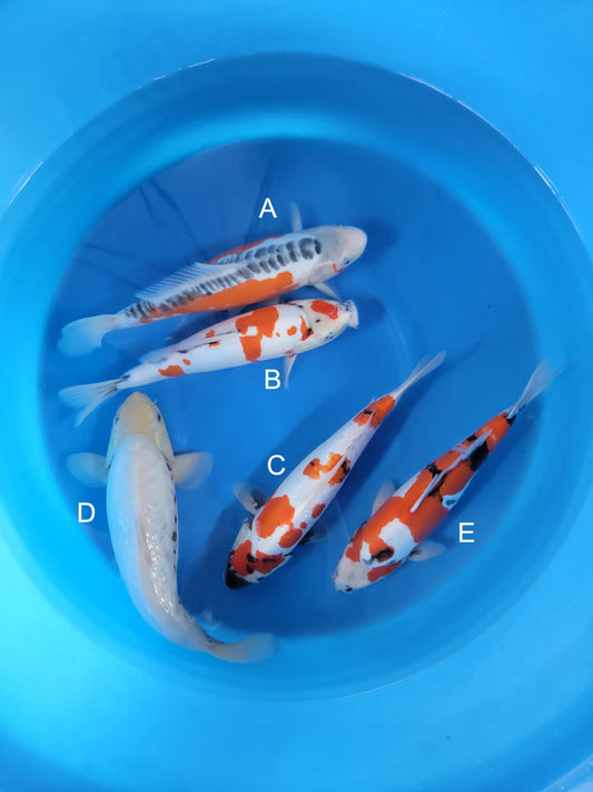 Koi fish for sale — 38-43 cm Kanno Shusui at ChampKoi