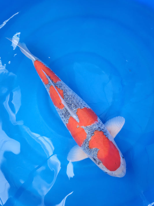 Koi fish for sale — 62 cm Kanno Goshike at ChampKoi