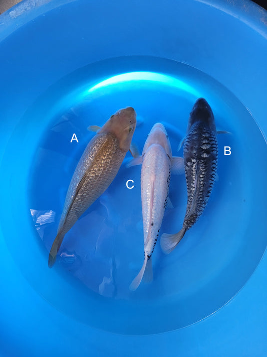 Koi fish for sale — 50-52 cm Kanno Ginrin Chagoi at ChampKoi