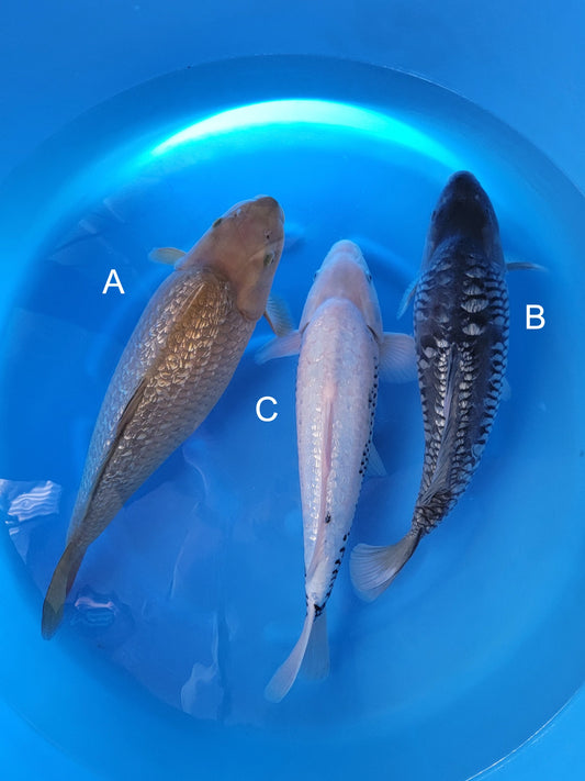Koi fish for sale — 50-52 cm Kanno Ginrin Chagoi at ChampKoi