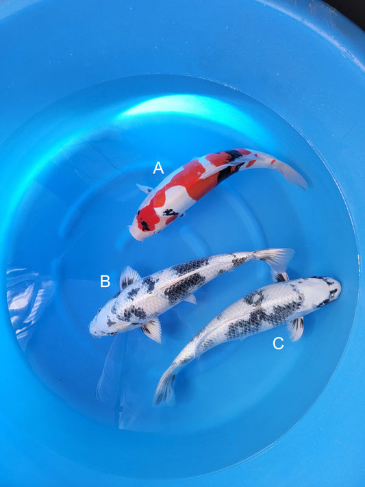 Koi fish for sale — 50-52 cm Kanno Doitsu Showa at ChampKoi