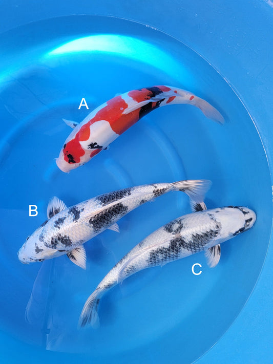 Koi fish for sale — 50-52 cm Kanno Doitsu Showa at ChampKoi