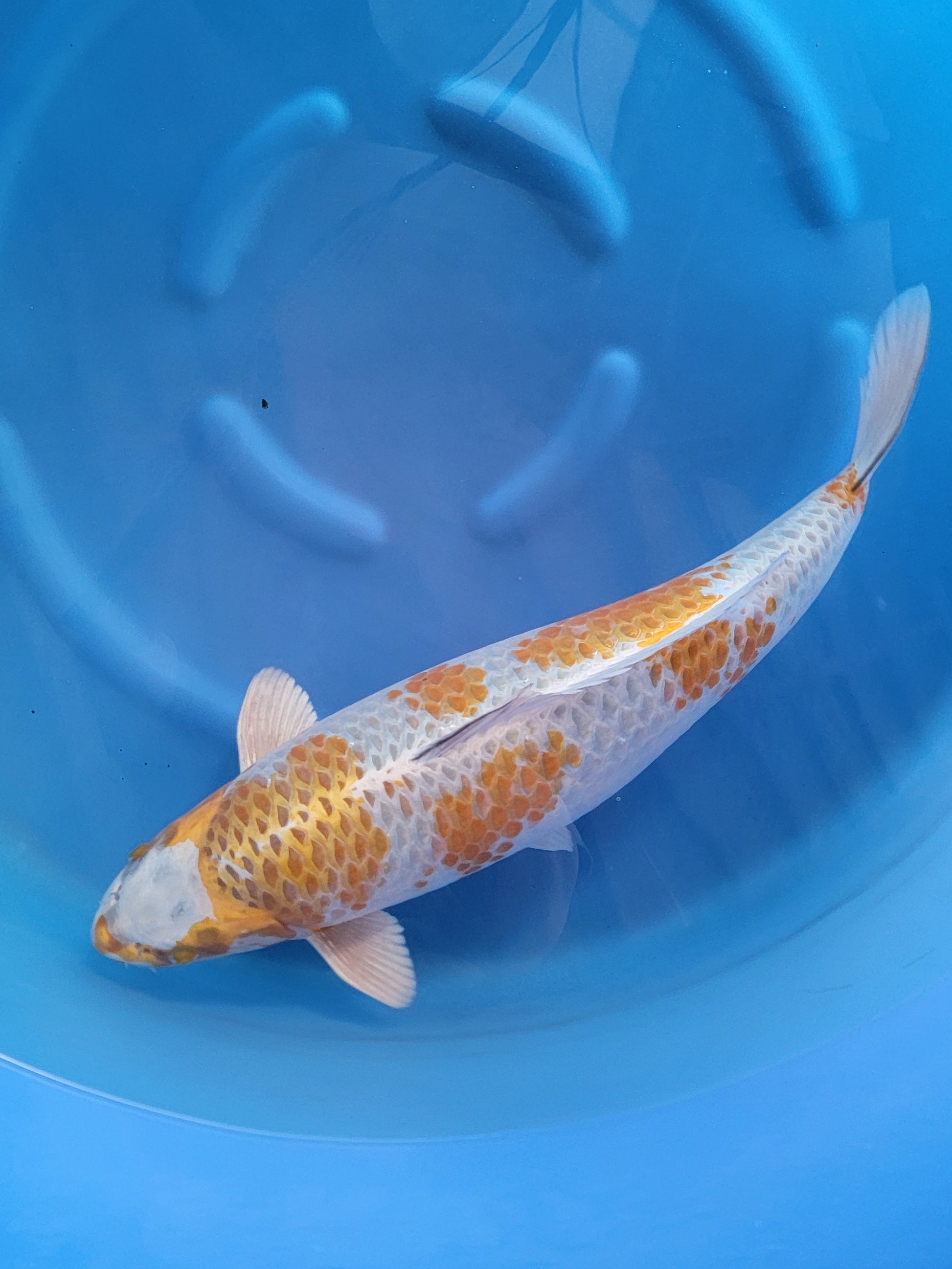 Koi fish for sale — 65 cm Marusei Kogane Ochiba at ChampKoi