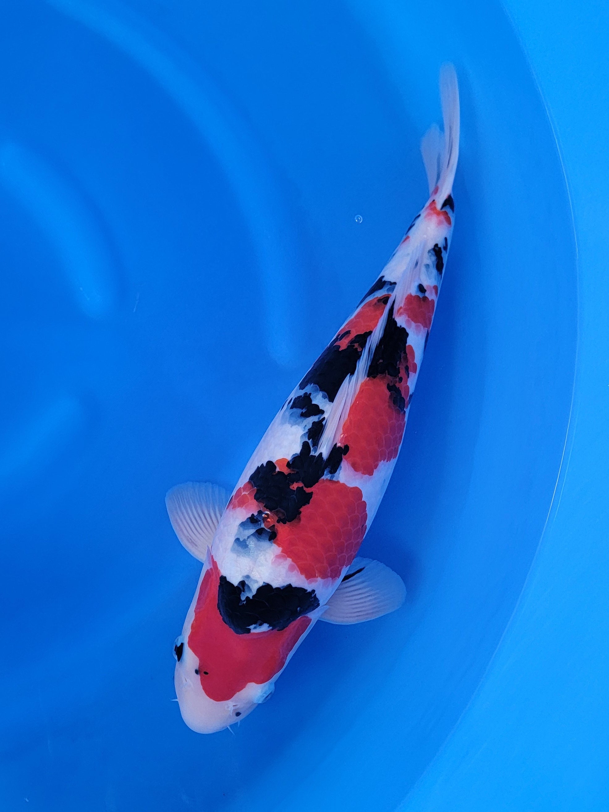 2025FALL-169: 51cm Marudo Sanke | ChampKoi - Champion Nishikigoi