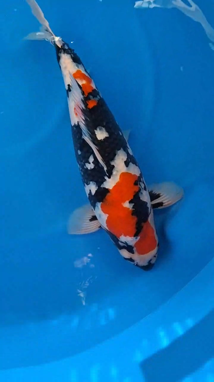 Koi fish for sale — 63 cm Dainichi Showa at ChampKoi