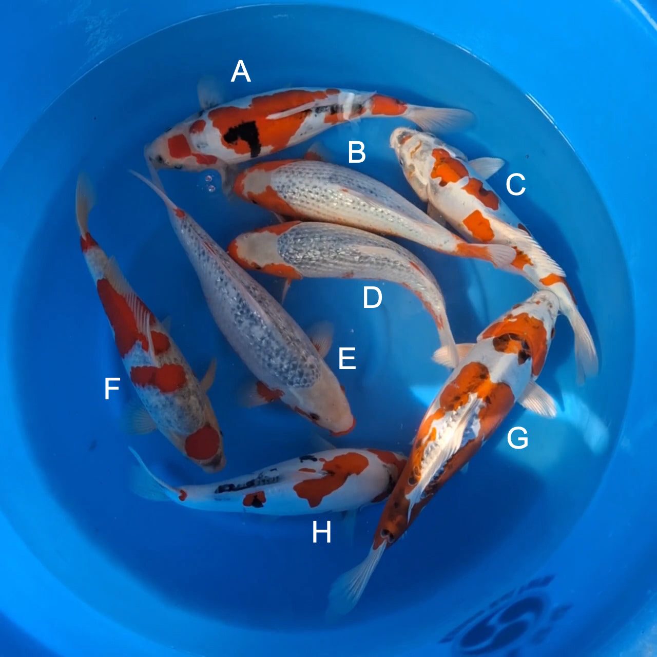 Koi fish for sale — 35-38 cm Kanno Doitsu Showa at ChampKoi