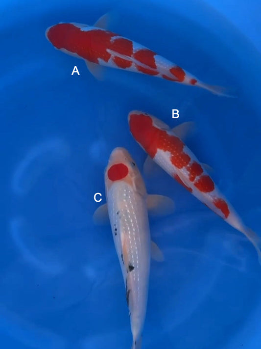 Koi fish for sale — 35-40 cm Sekiguchi Pearl Ginrin Kohaku at ChampKoi