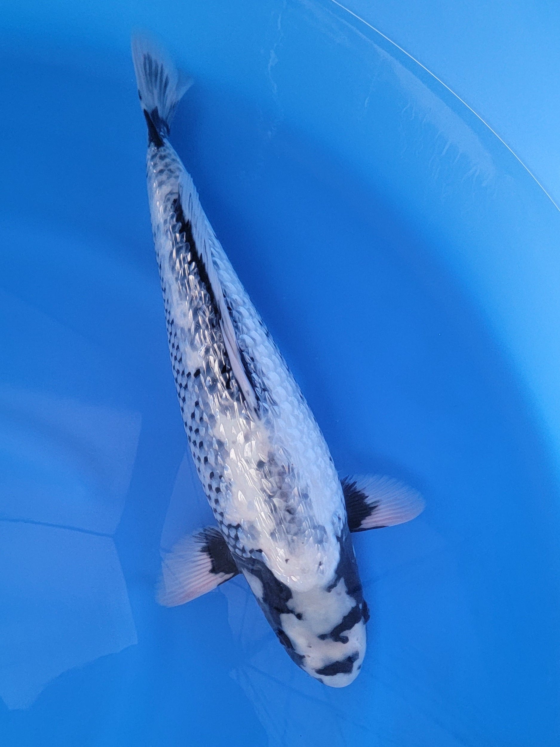 TOKYO NIPPON 金魚 FRIDAY OF NIPPON TOKYO NIPPON 金魚 FRIDAY OF NIPPON NEW RELEASE! Onitsuka