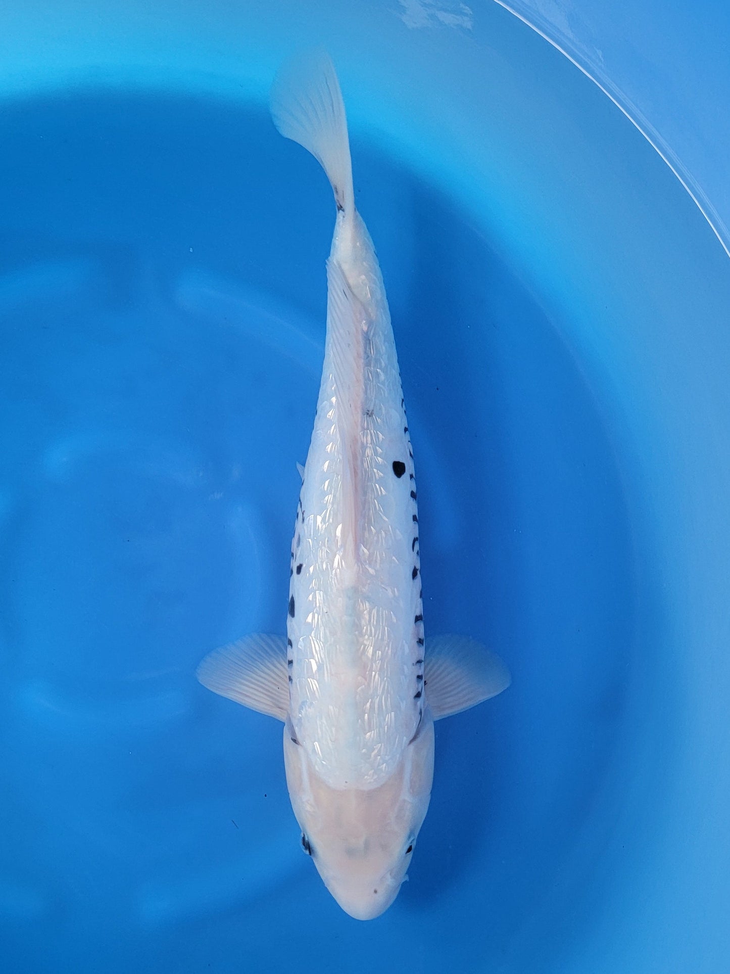 Koi fish for sale — 40 cm Takatetsu Ginrin Kumonryu at ChampKoi