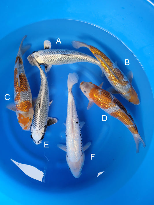 Koi fish for sale — 38-45 cm Takatetsu Ginrin Nezu Ogon at ChampKoi