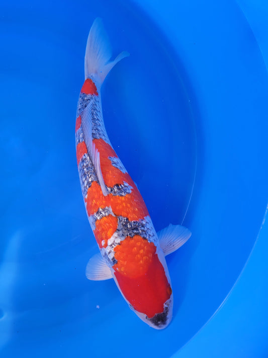 Koi fish for sale — 54 cm Hiroi Ginrin Goshike at ChampKoi