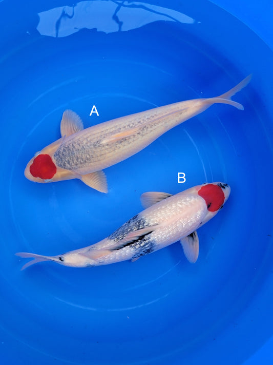 Koi fish for sale — 55-58 cm Hiroi Tancho Goshiki at ChampKoi