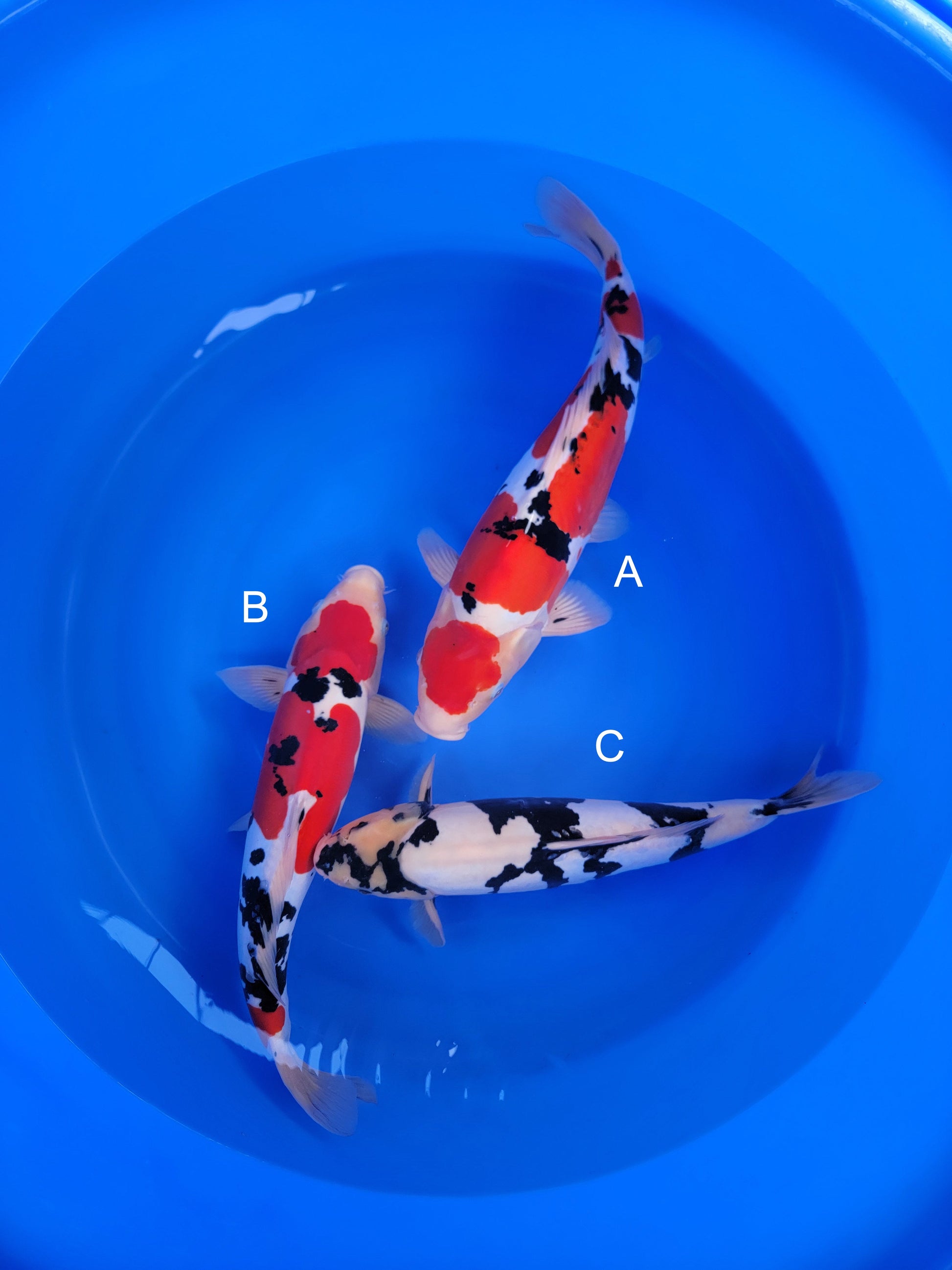 Koi fish for sale — 50-55 cm Hiroi Doitsu Sanke at ChampKoi