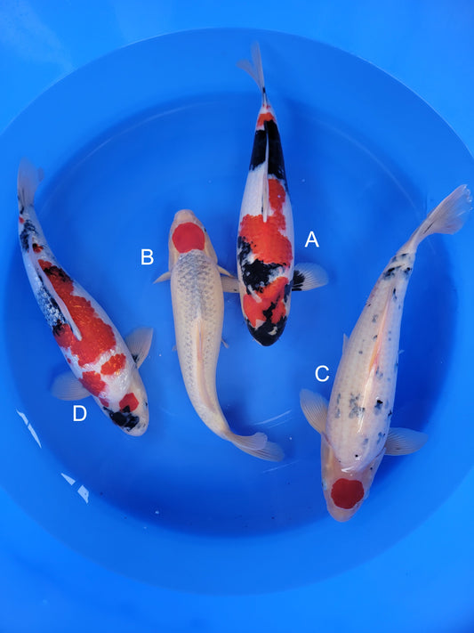 Koi fish for sale — 50-55 cm Hiroi Showa at ChampKoi