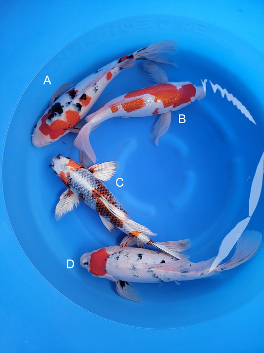 Koi fish for sale — 50-55 cm Suda Sanke Long Fin at ChampKoi