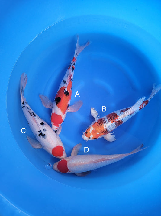 Koi fish for sale — 50-55 cm Suda Sanke Long Fin at ChampKoi