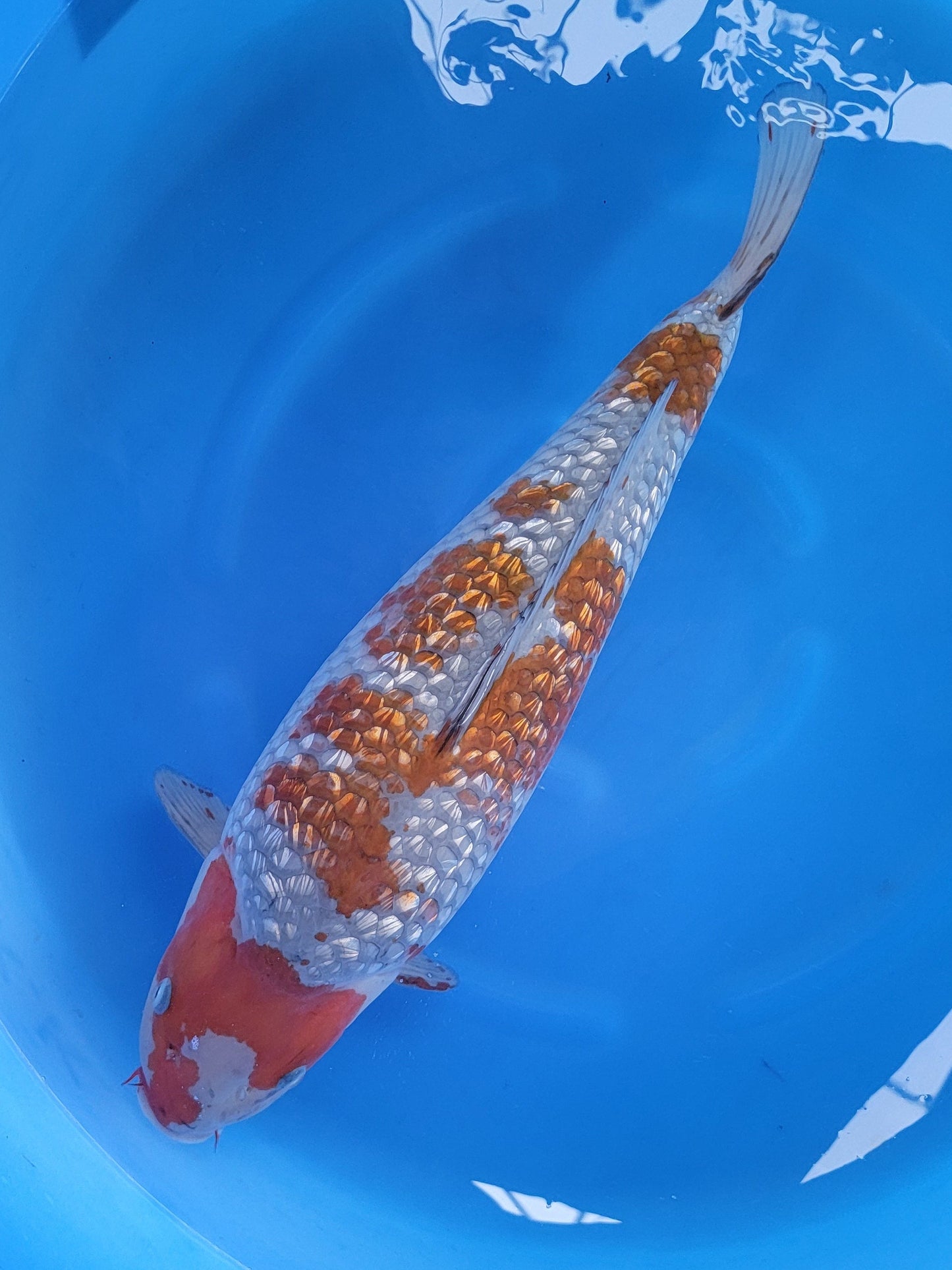 Koi fish for sale — 50 cm Hiroi Ginrin Ochiba at ChampKoi