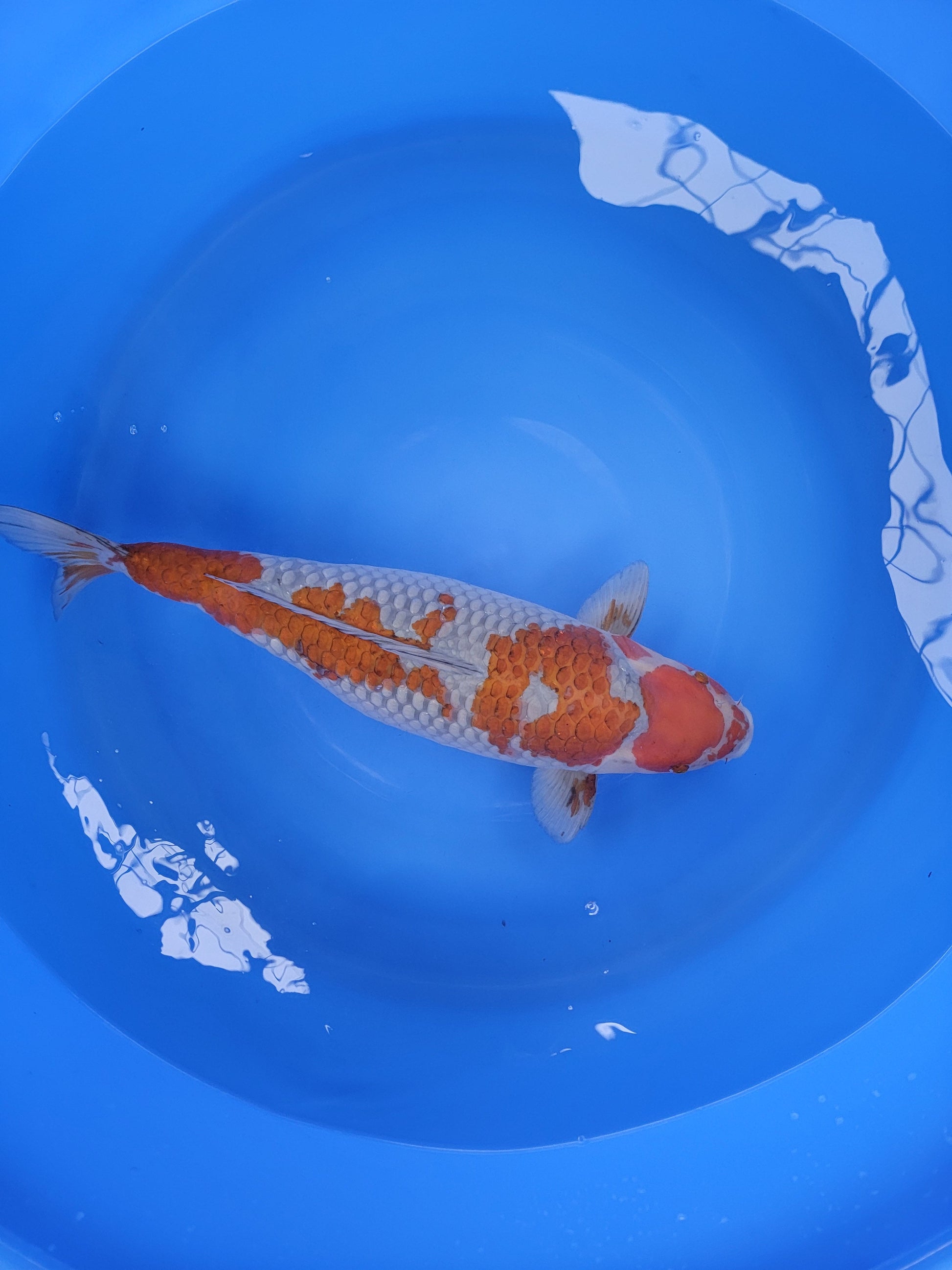 Koi fish for sale — 57 cm Hiroi Ochiba at ChampKoi