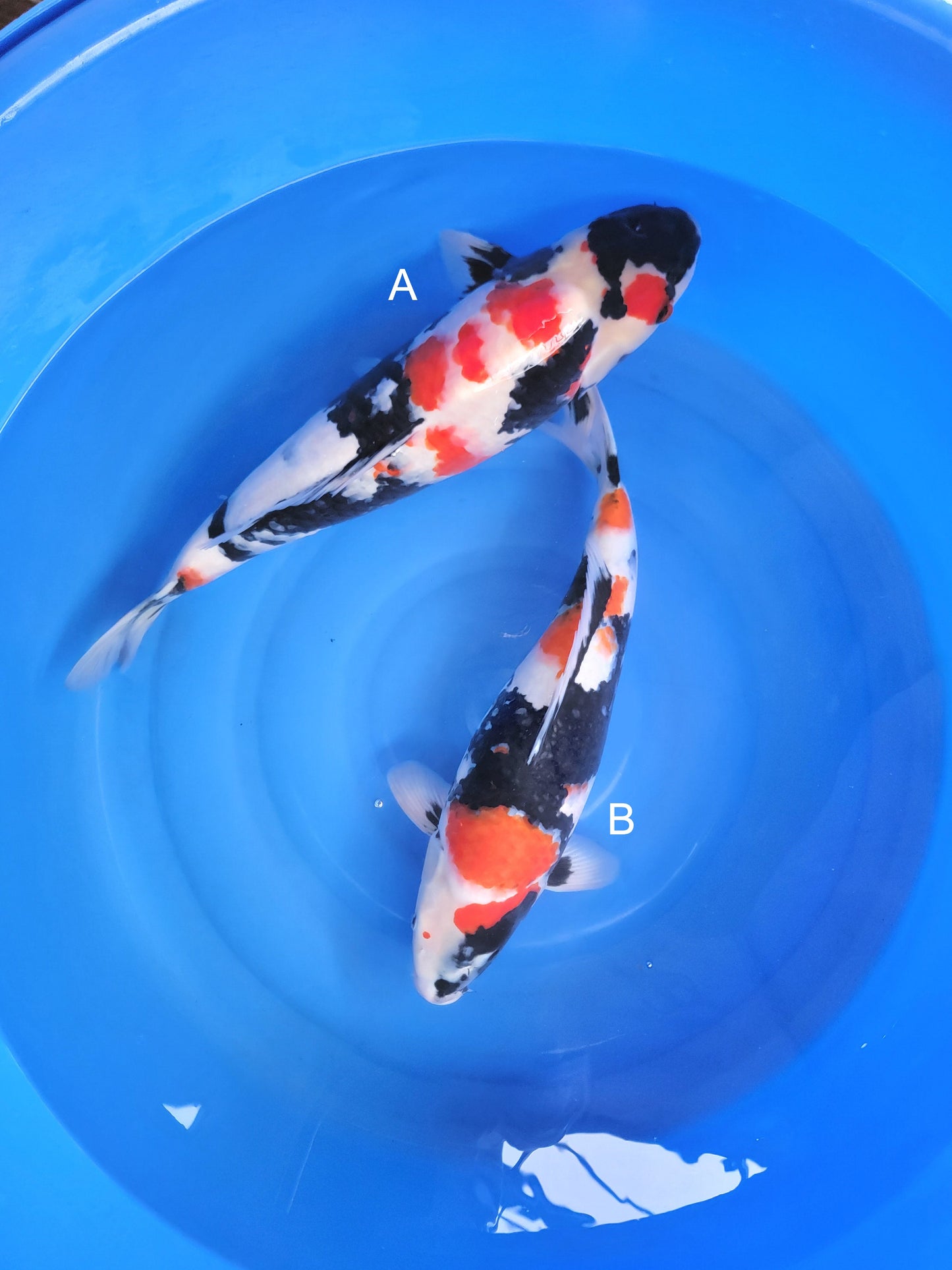 Koi fish for sale — undefined-undefined cm Hiroi Showa at ChampKoi