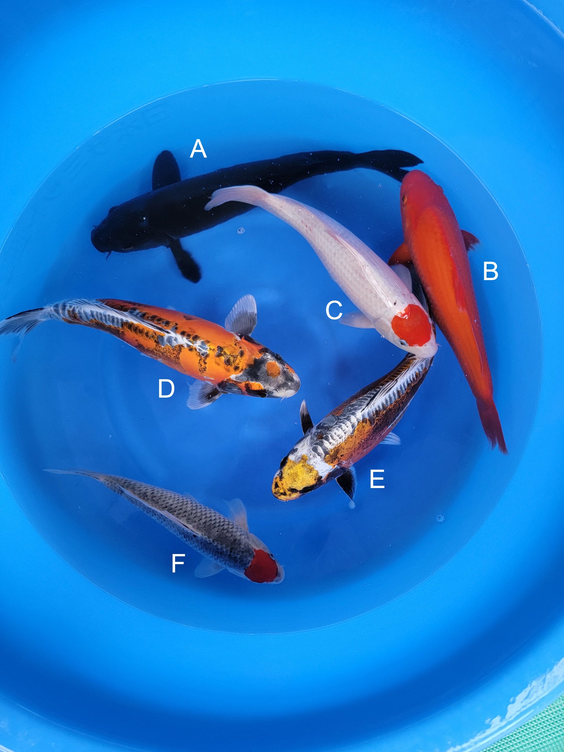 Koi fish for sale — 35-45 cm Otsuka Karasugoi at ChampKoi