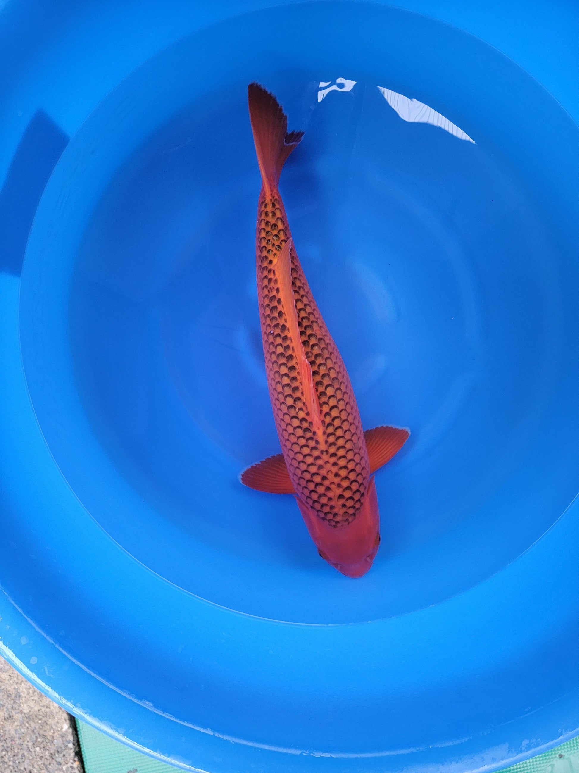 Koi fish for sale — 63 cm Otsuka Aka Matsuba at ChampKoi