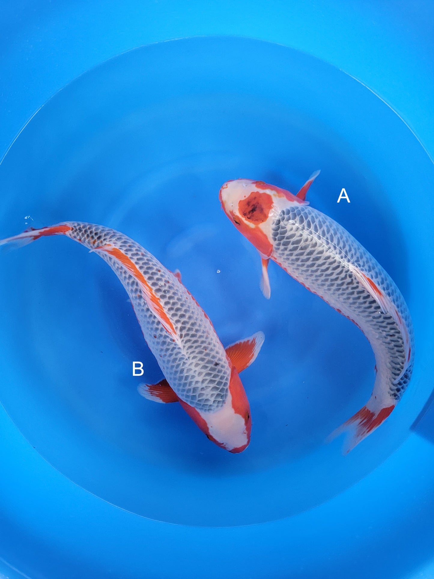 Koi fish for sale — 55 cm Otsuka Asagi at ChampKoi