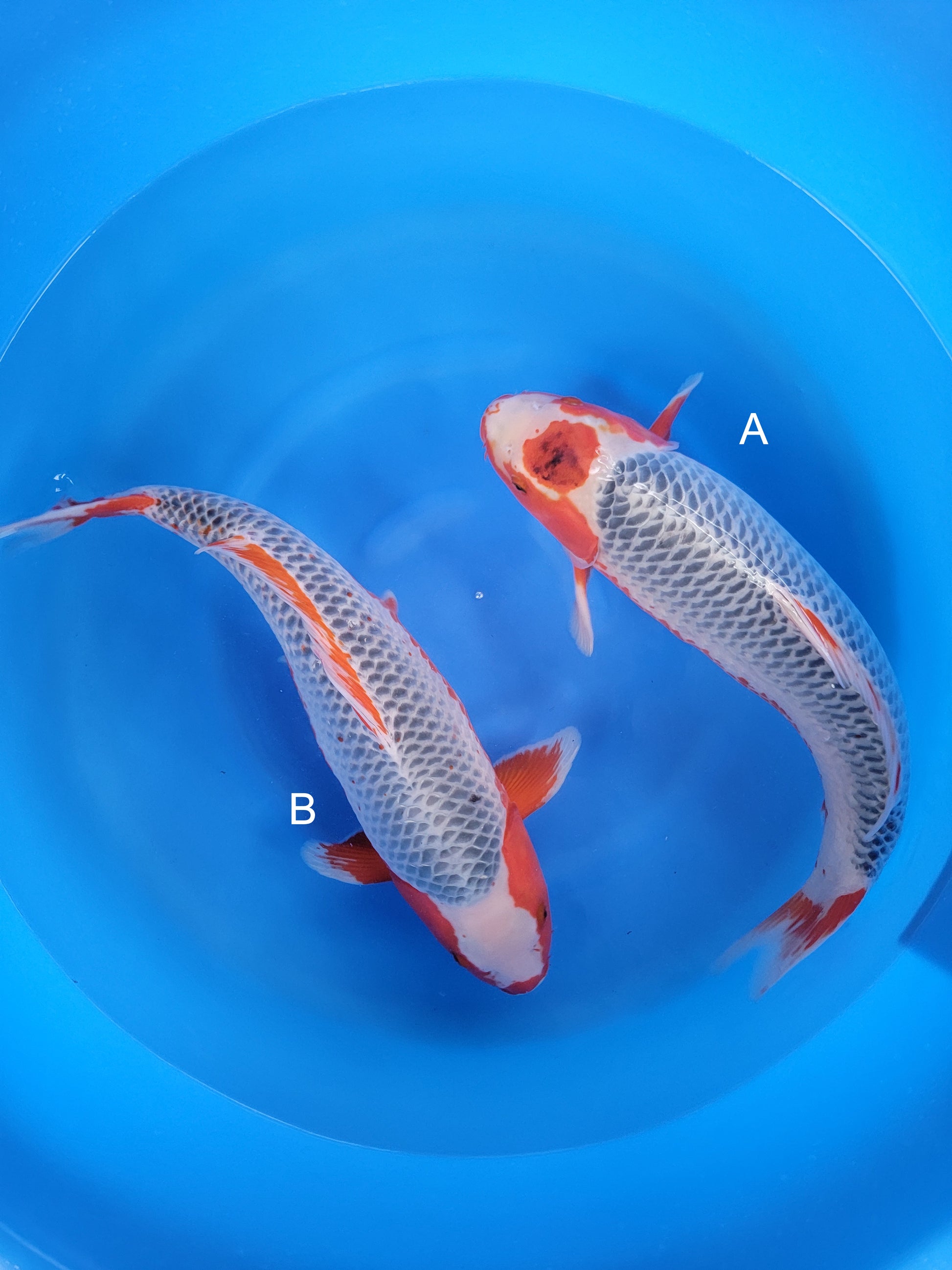 Koi fish for sale — 55 cm Otsuka Asagi at ChampKoi