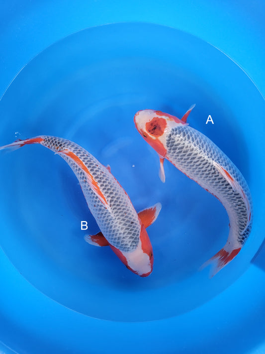 Koi fish for sale — 55 cm Otsuka Asagi at ChampKoi