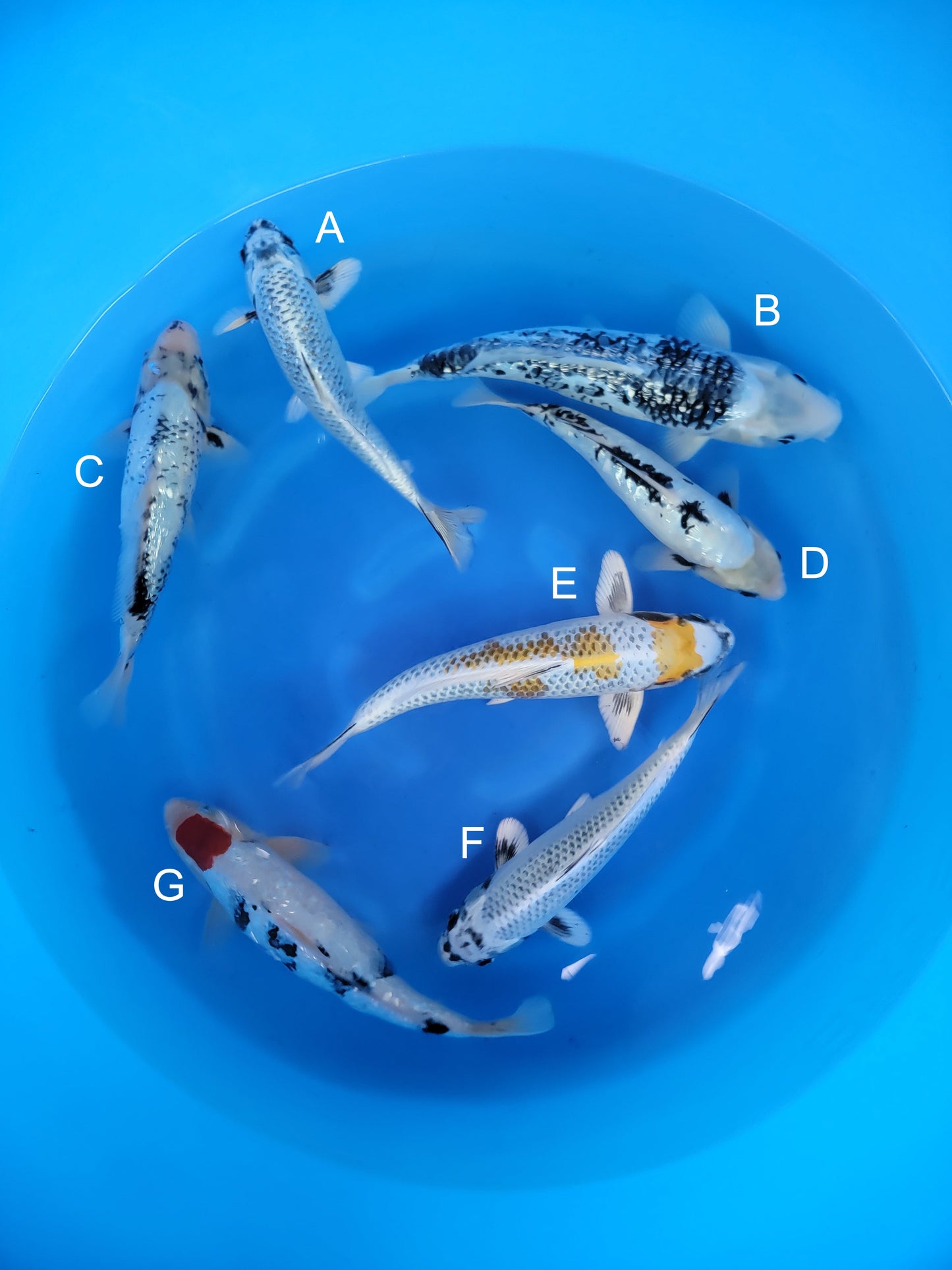 Koi fish for sale — 30-40 cm Takatetsu Ginga at ChampKoi