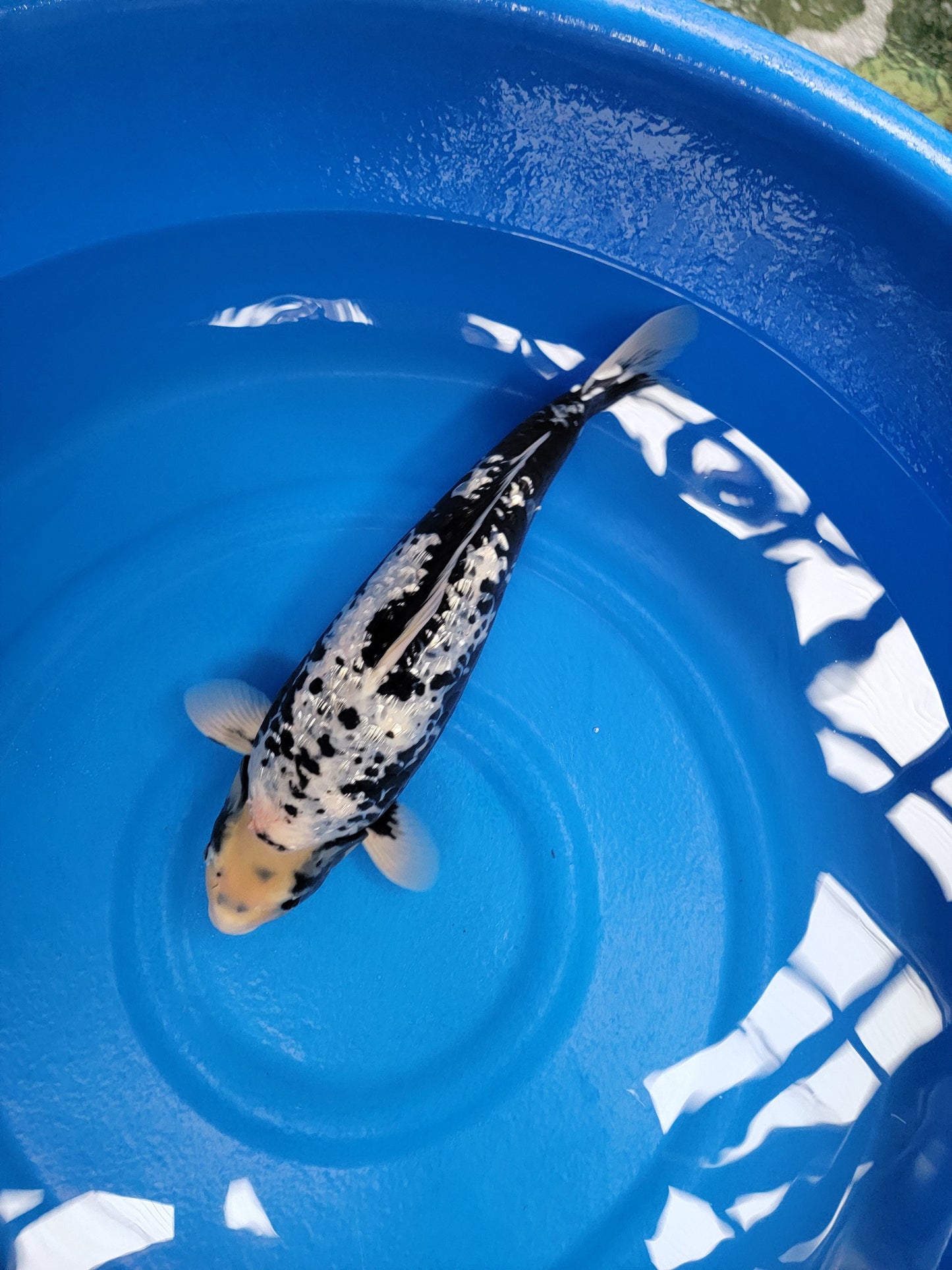 Koi fish for sale — 55 cm Takatetsu Ginrin Matsukawabuke at ChampKoi